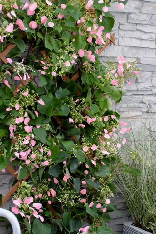  Rose Sensation Pink Climbing Hydrangea Vine - 1 Gallon Pot