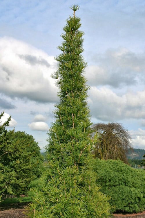  Joe Kozey Japanese Umbrella Pine (Sciadopitys) - 6 Gallon Pot