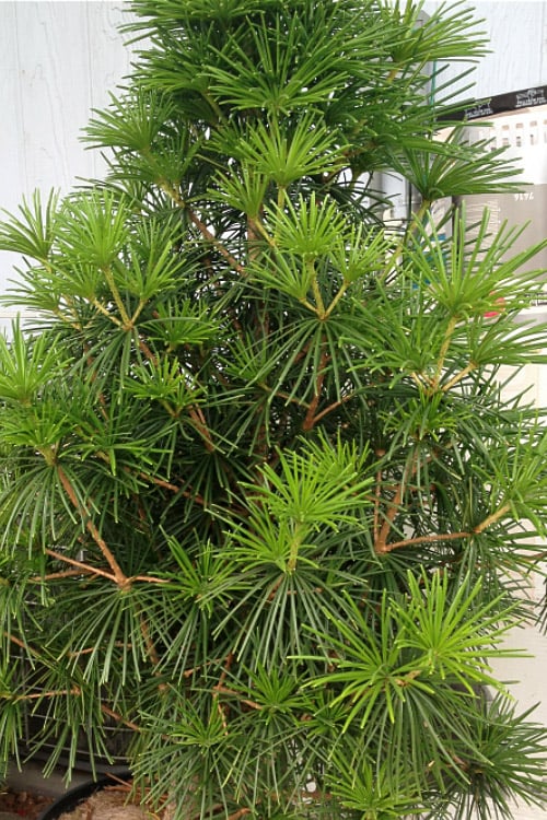  Joe Kozey Japanese Umbrella Pine (Sciadopitys) - 6 Gallon Pot