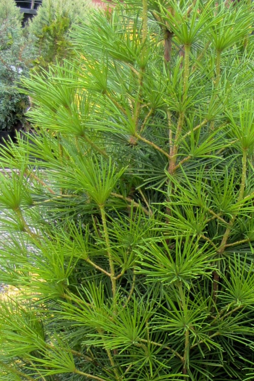 Joe Kozey Japanese Umbrella Pine (Sciadopitys) - 6 Gallon Pot