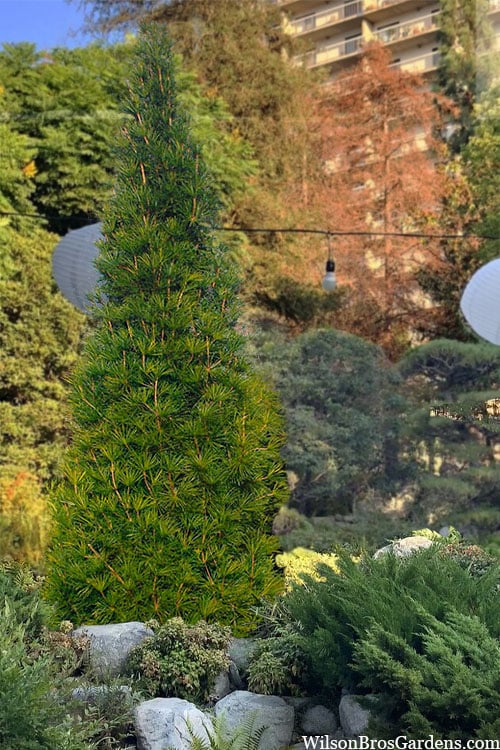  Joe Kozey Japanese Umbrella Pine (Sciadopitys) - 6 Gallon Pot
