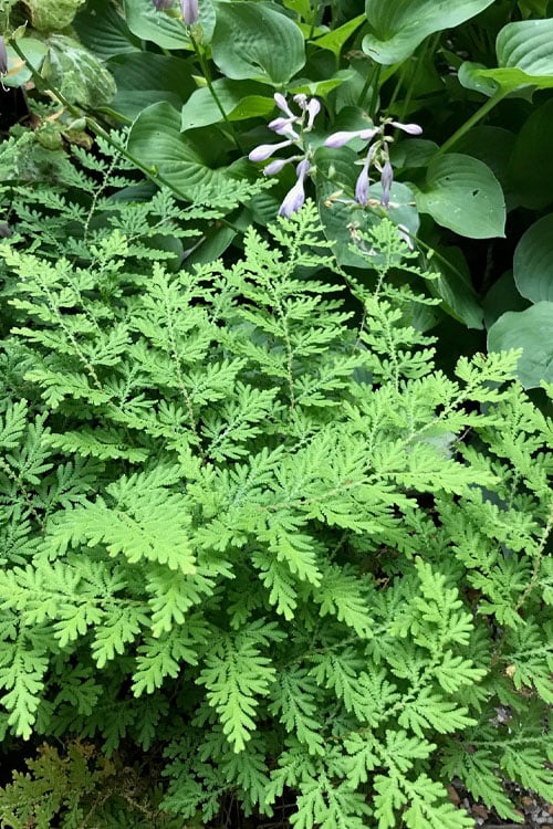  Arborvitae Fern (Selaginella Braunii) - 1 Gallon Pot 