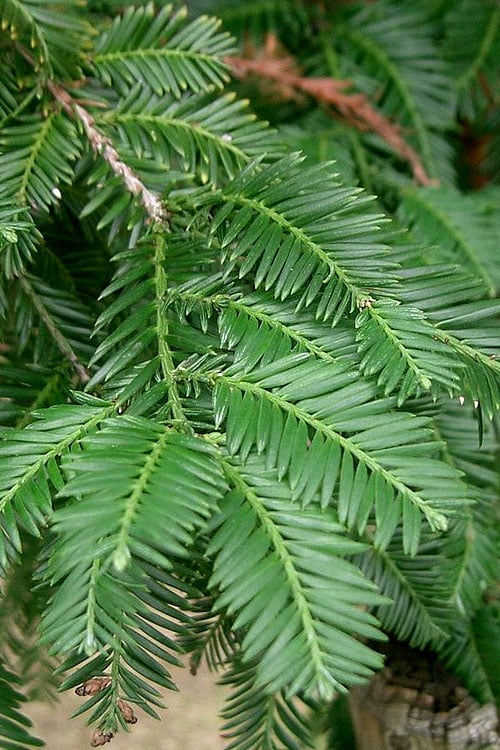  Inman's Select Redwood Tree (Sequoia Sempervirens) - 3 Gallon Pot