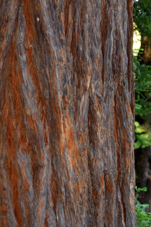  Inman's Select Redwood Tree (Sequoia Sempervirens) - 3 Gallon Pot