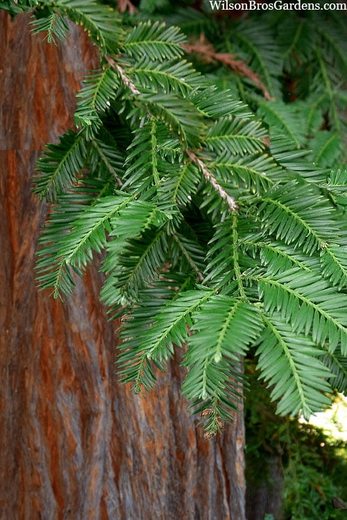  Inman's Select Redwood Tree (Sequoia Sempervirens) - 3 Gallon Pot