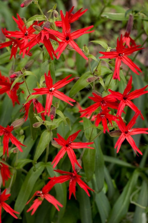  Scarlet Catchfly (Silene Virginica) - 1 Gallon Pot