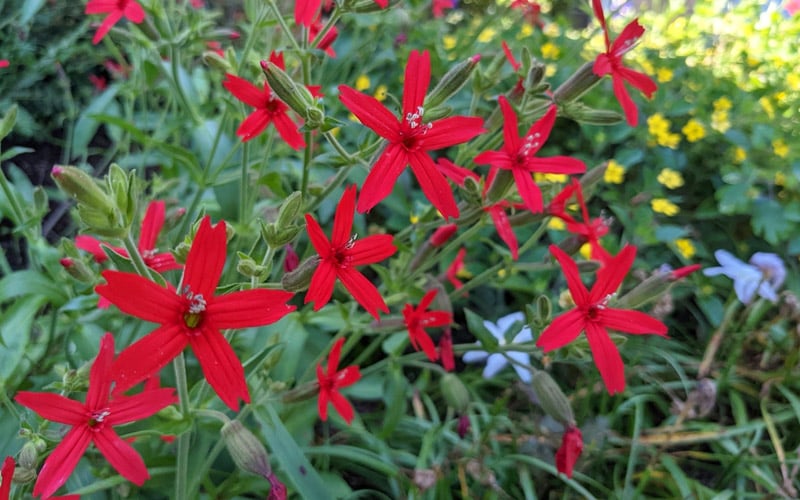  Scarlet Catchfly (Silene Virginica) - 1 Gallon Pot