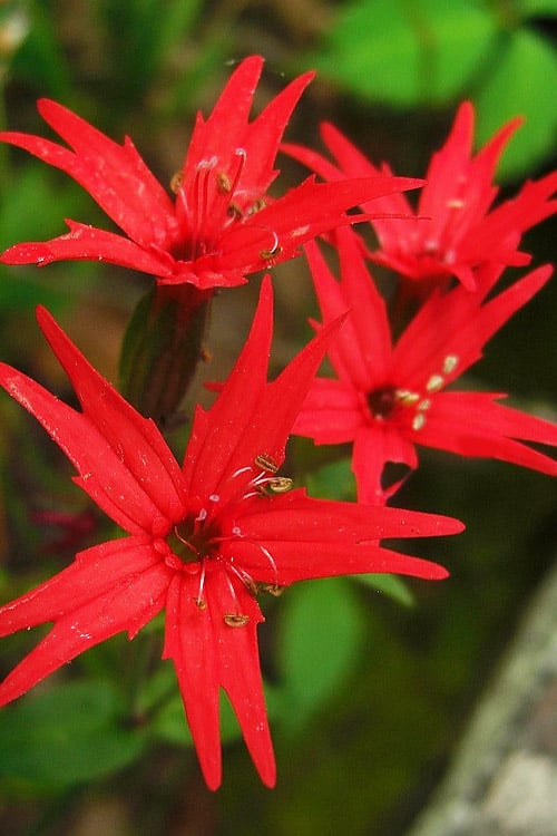  Scarlet Catchfly (Silene Virginica) - 1 Gallon Pot