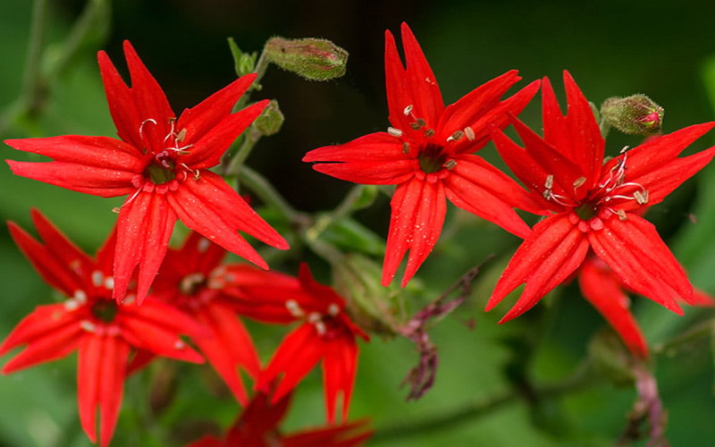  Scarlet Catchfly (Silene Virginica) - 1 Gallon Pot