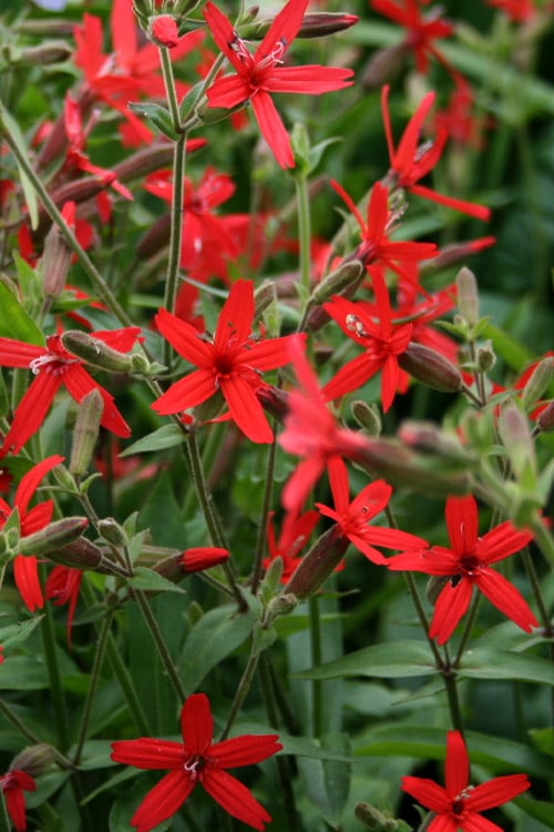  Scarlet Catchfly (Silene Virginica) - 1 Gallon Pot