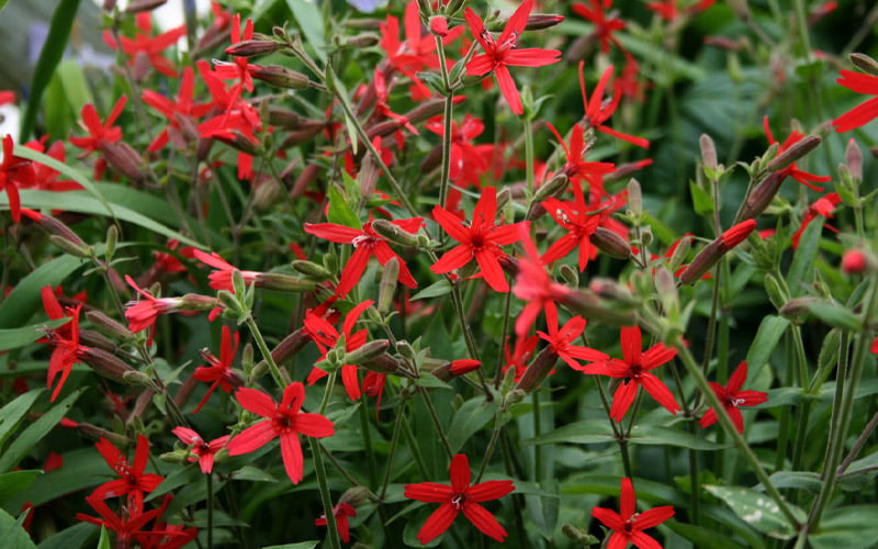  Scarlet Catchfly (Silene Virginica) - 1 Gallon Pot