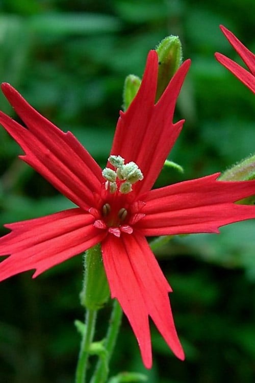  Scarlet Catchfly (Silene Virginica) - 1 Gallon Pot