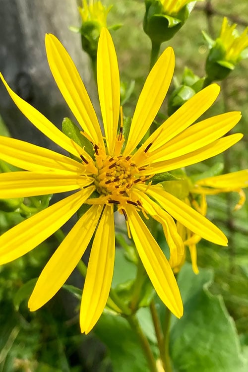  Cup Plant (Silphium Perfoliatum) - 6 Pack Of 1 Gallon Pots