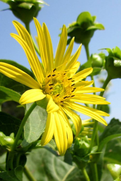  Cup Plant (Silphium Perfoliatum) - 6 Pack Of 1 Gallon Pots