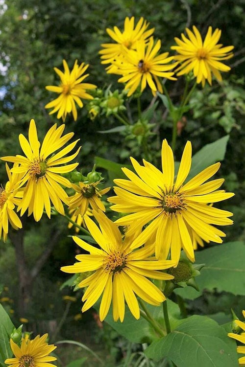  Cup Plant (Silphium Perfoliatum) - 6 Pack Of 1 Gallon Pots