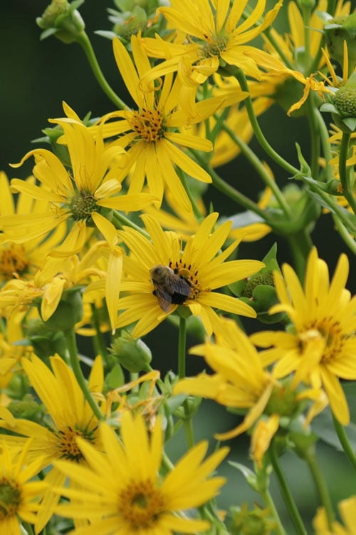  Cup Plant (Silphium Perfoliatum) - 6 Pack Of 1 Gallon Pots