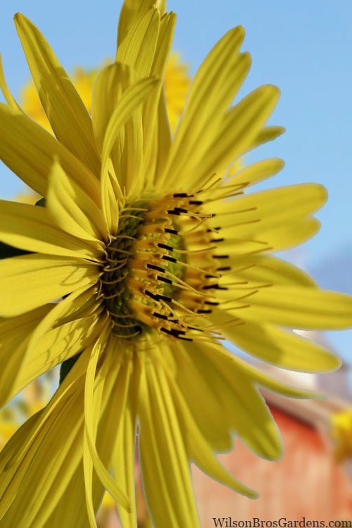  Cup Plant (Silphium Perfoliatum) - 6 Pack Of 1 Gallon Pots