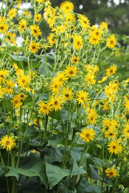  Cup Plant (Silphium Perfoliatum) - 6 Pack Of 1 Gallon Pots