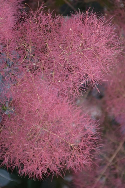  Dusky Maiden Smoke Tree (Single Trunk Topiary) - 7 Gallon Pot (3-4') 