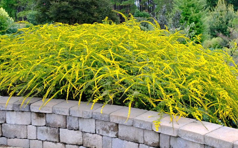  Fireworks Goldenrod (Solidago) - 1 Gallon Pot