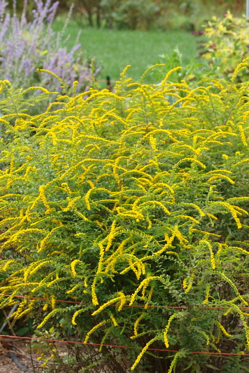  Fireworks Goldenrod (Solidago) - 1 Gallon Pot