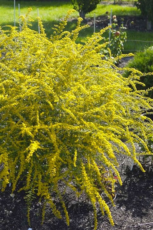  Fireworks Goldenrod (Solidago) - 1 Gallon Pot