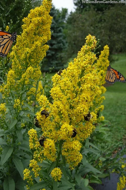  Showy Goldenrod (Solidago Speciosa) - 1 Gallon Pot