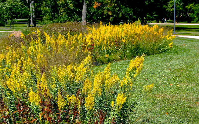  Showy Goldenrod (Solidago Speciosa) - 1 Gallon Pot