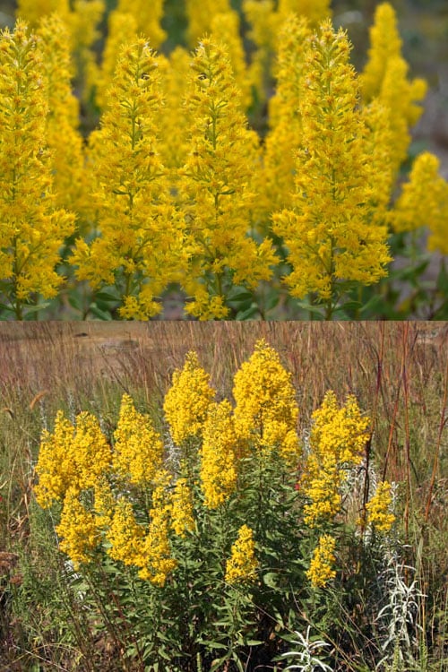  Showy Goldenrod (Solidago Speciosa) - 1 Gallon Pot