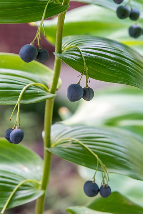  Variegated Solomons Seal (Polygonatum Falcatum 'Variegatum') - 1 Gallon Pot