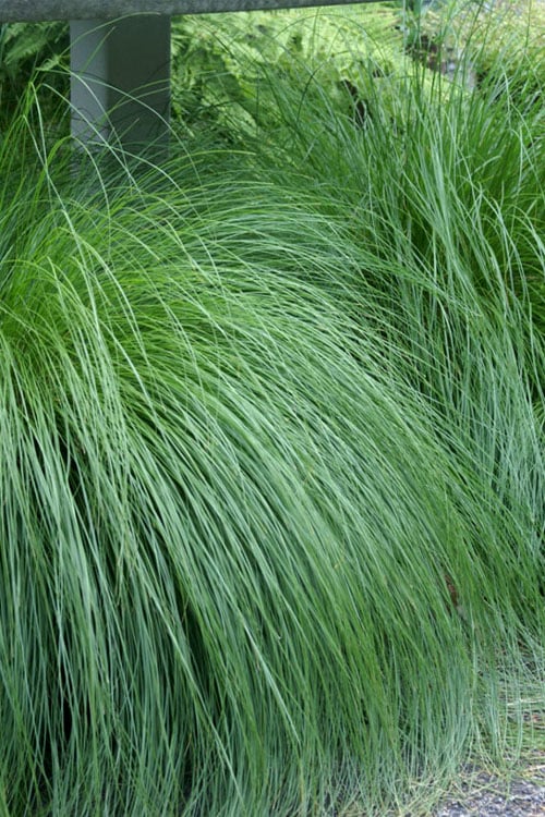  Prairie Dropseed Grass (Sporobolis Heterolepis) - 6 Pack Of 1 Gallon Pots