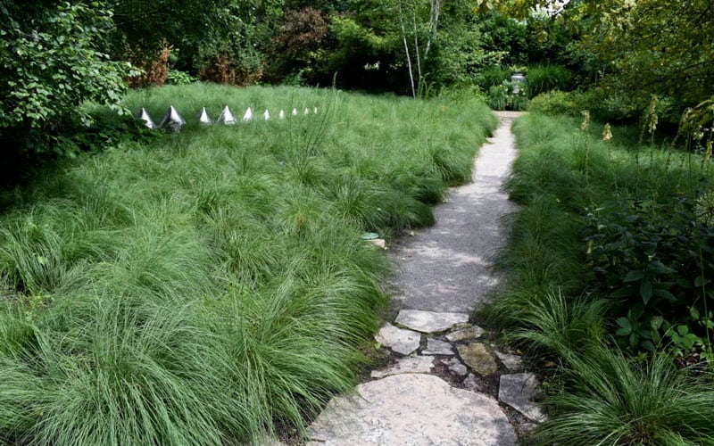  Prairie Dropseed Grass (Sporobolis Heterolepis) - 6 Pack Of 1 Gallon Pots