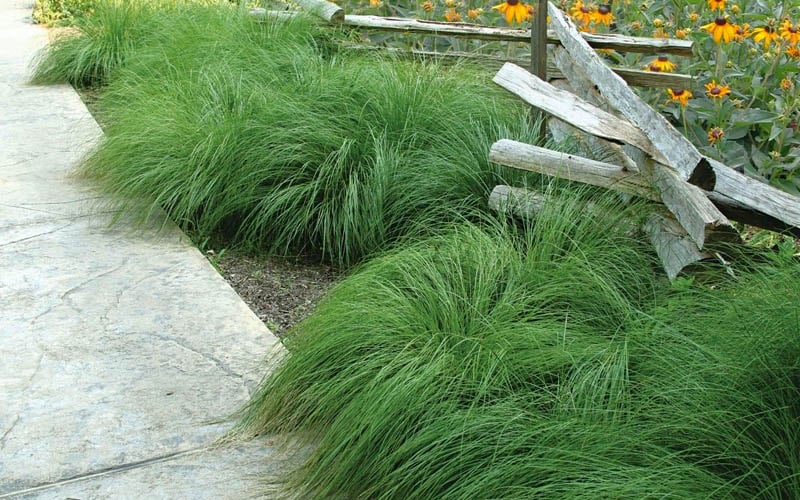  Prairie Dropseed Grass (Sporobolis Heterolepis) - 6 Pack Of 1 Gallon Pots