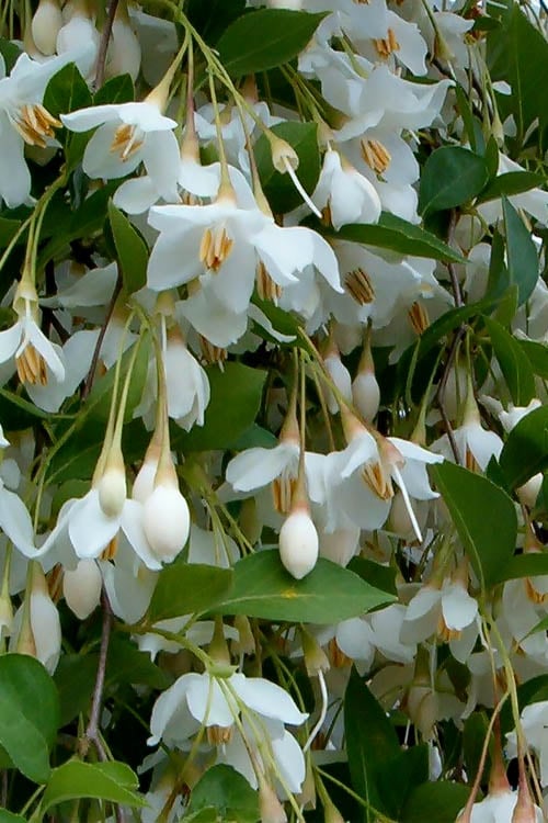  Fragrant Fountain Weeping Japanese Snowbell Tree - 5 Gallon Pot
