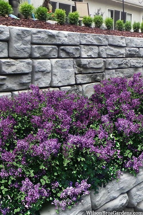  Bloomerang Dark Purple Lilac - 5 Pack Of Quart Pots
