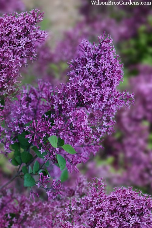  Bloomerang Dark Purple Lilac - 5 Pack Of Quart Pots