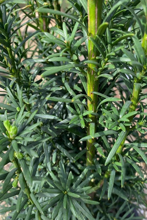  Maureen Columnar Yew (Taxus Hybrid) - 5 Gallon Pot
