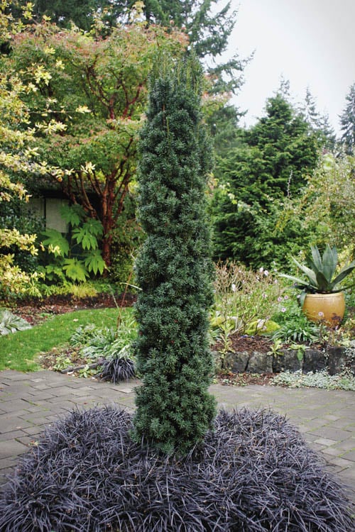  Maureen Columnar Yew (Taxus Hybrid) - 5 Gallon Pot
