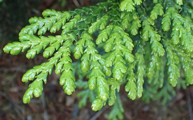  Hiba Arborvitae (Thujopsis Dolabrata) - 3 Gallon Pot