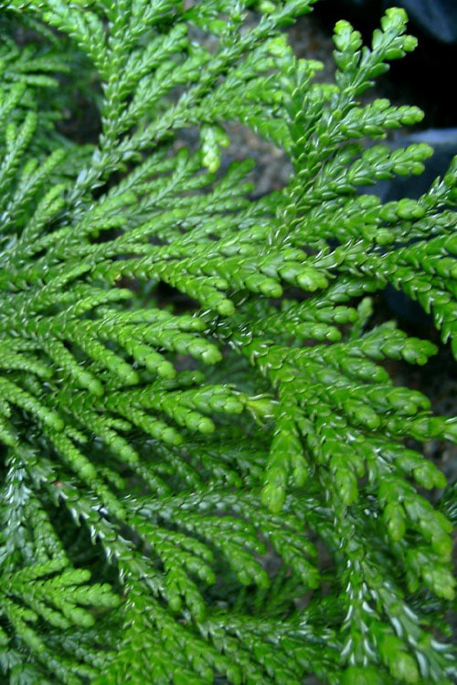  Hiba Arborvitae (Thujopsis Dolabrata) - 3 Gallon Pot
