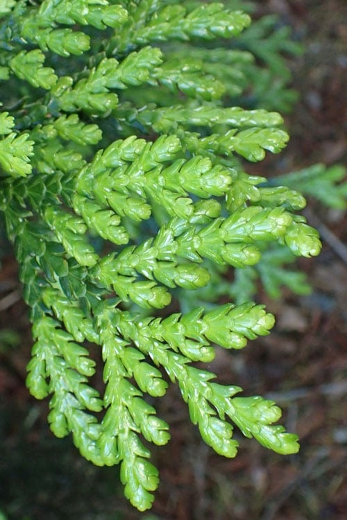 Hiba Arborvitae (Thujopsis Dolabrata) - 3 Gallon Pot