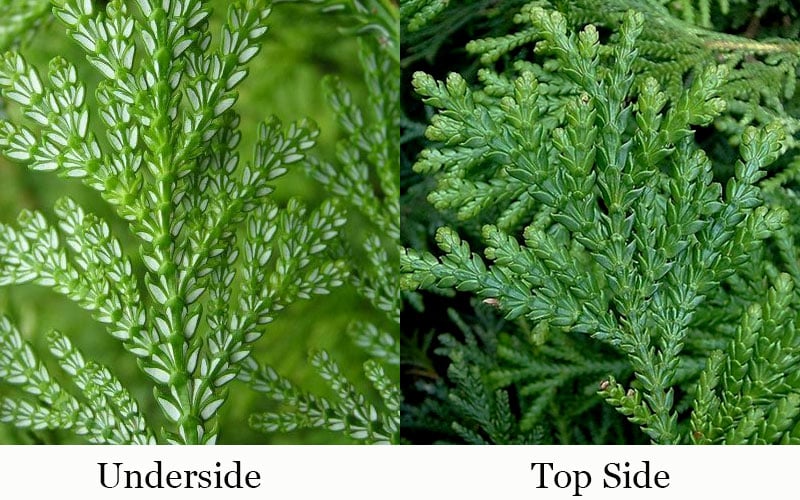  Hiba Arborvitae (Thujopsis Dolabrata) - 3 Gallon Pot