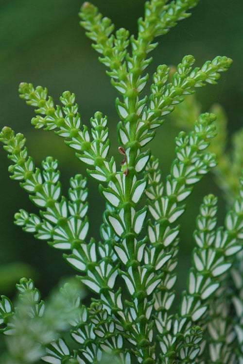  Hiba Arborvitae (Thujopsis Dolabrata) - 3 Gallon Pot