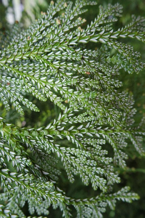  Hiba Arborvitae (Thujopsis Dolabrata) - 3 Gallon Pot