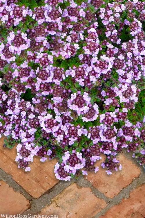  Caborn Wine & Roses Creeping Thyme - 5 Pack Of Pint Pots