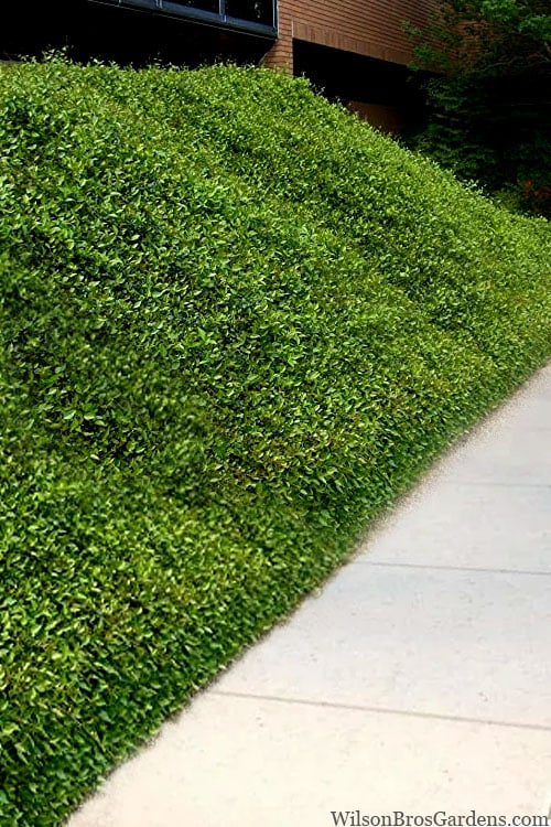  Asian Jasmine (Trachelospermum Asiaticum) - 36 Pack Of 3.5" Pint Pots