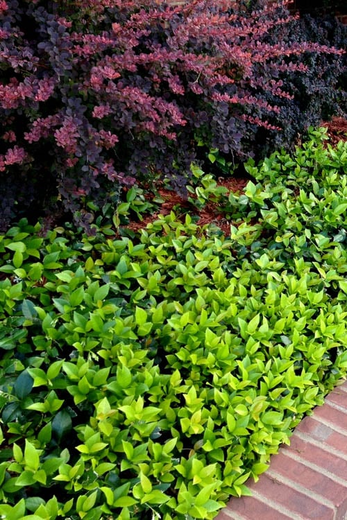  Asian Jasmine (Trachelospermum Asiaticum) - 72 Pack Of 3.5" Pint Pots