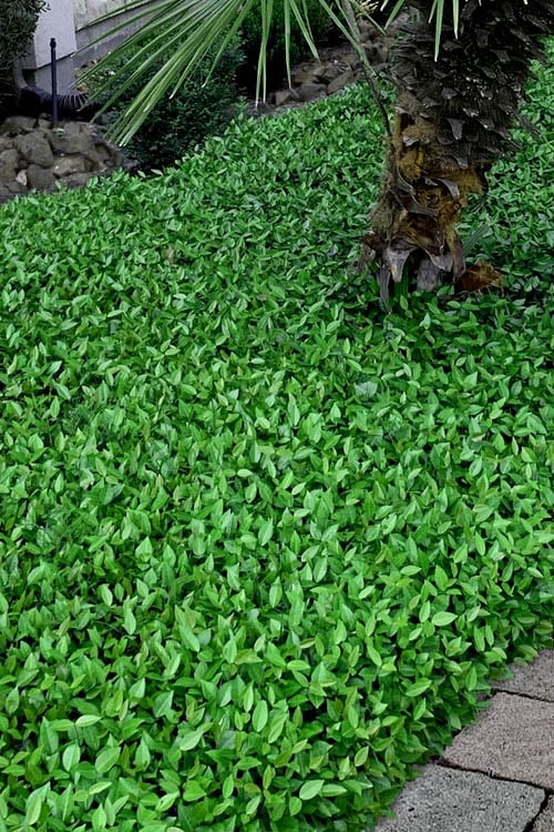  Asian Jasmine (Trachelospermum Asiaticum) - 36 Pack Of 3.5" Pint Pots
