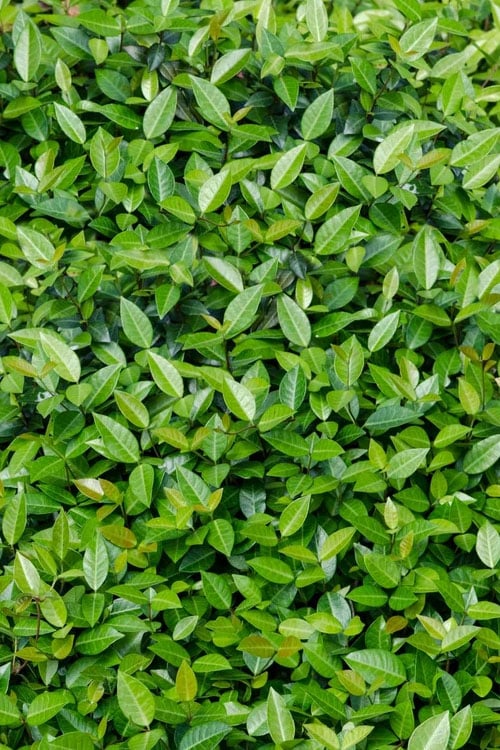  Asian Jasmine (Trachelospermum Asiaticum) - 36 Pack Of 3.5" Pint Pots