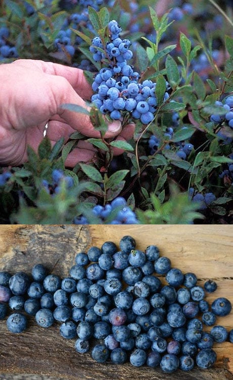 Wild Lowbush Blueberry Plant - 1 Gallon